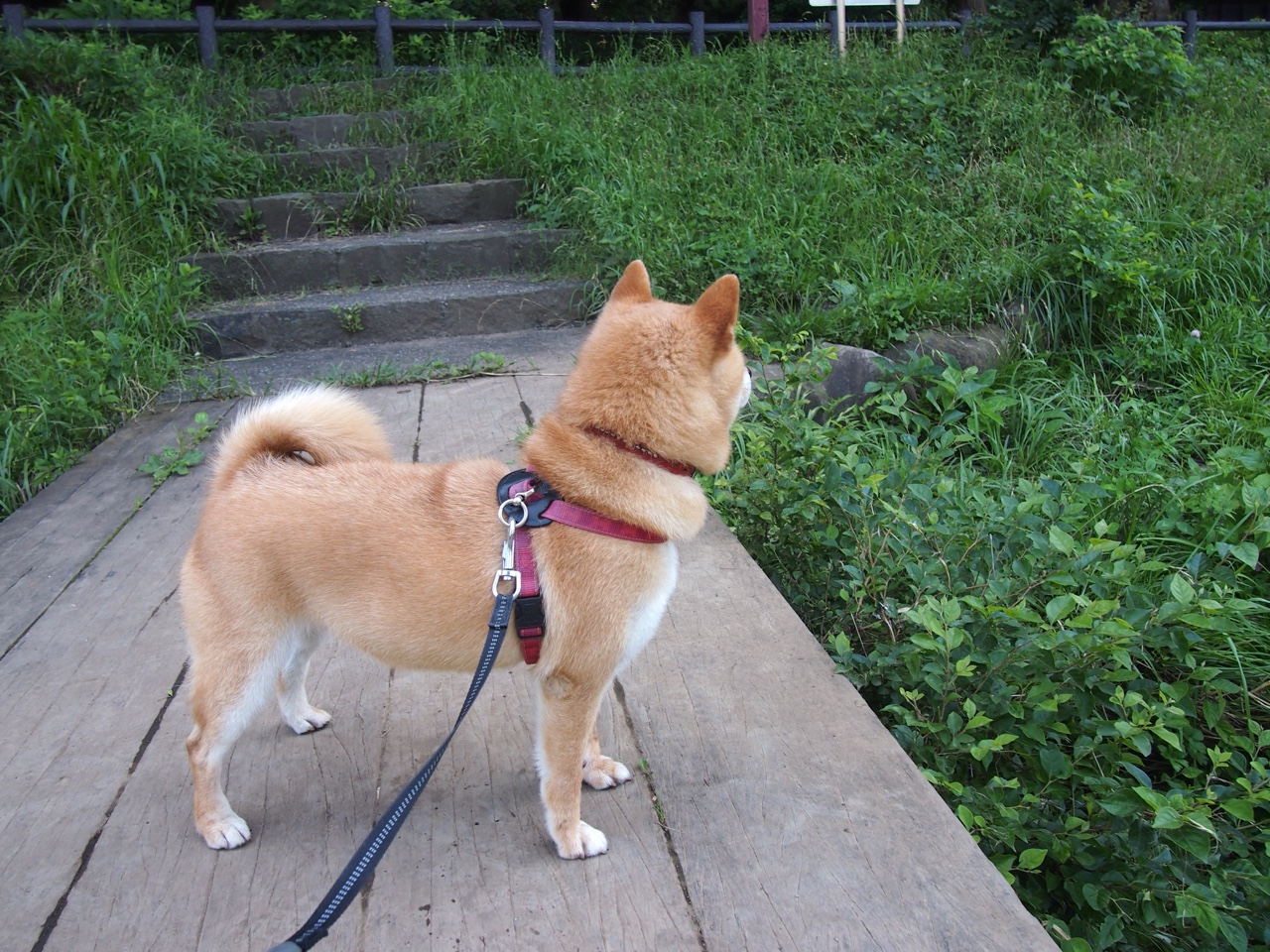 _水上漂移:速度、技巧与浪花交织_,水上漂教程