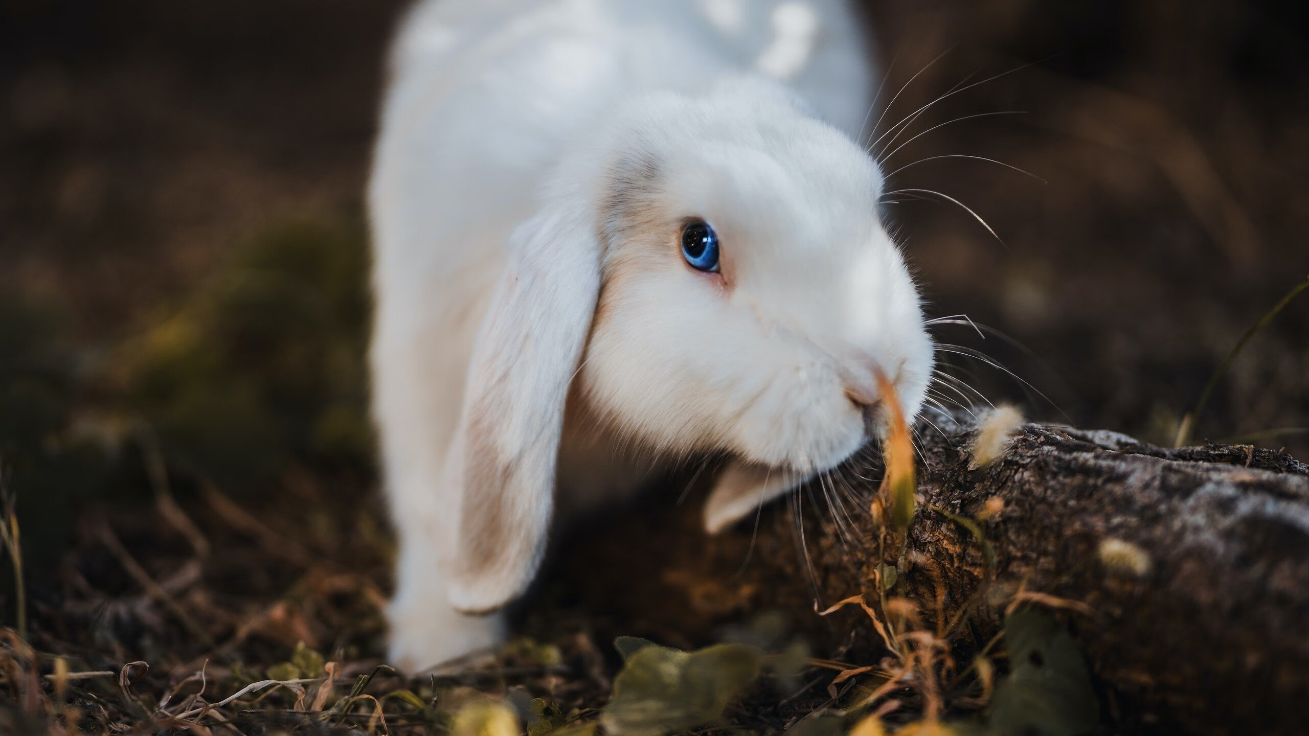 【防守兵器】马克·塞尔比:被对手“困住”的秘密,马克塞尔比多少个排名赛冠军